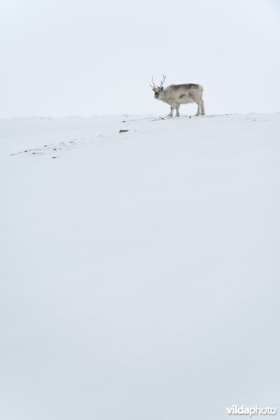 Spitsbergen-Rendier