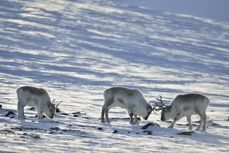 Spitsbergen-Rendier