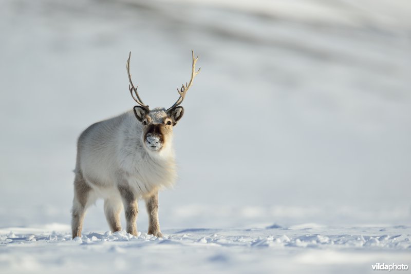 Spitsbergen-Rendier