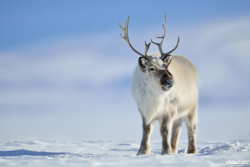 Spitsbergen-Rendier