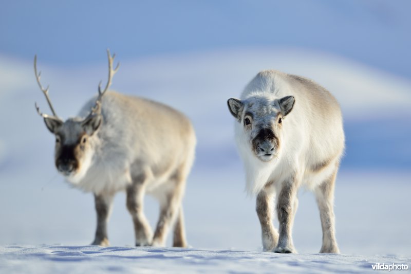 Spitsbergen-Rendier