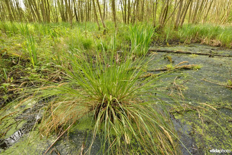 KBR polder: Elzenbroekbossen