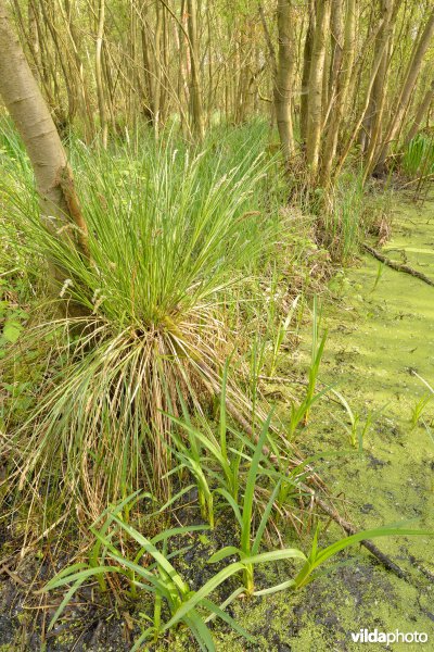 KBR polder: Elzenbroekbossen