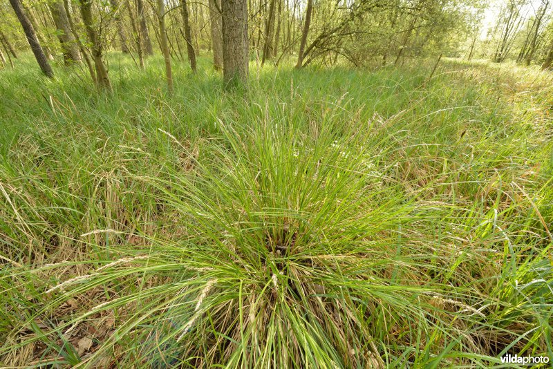 KBR polder: Elzenbroekbossen