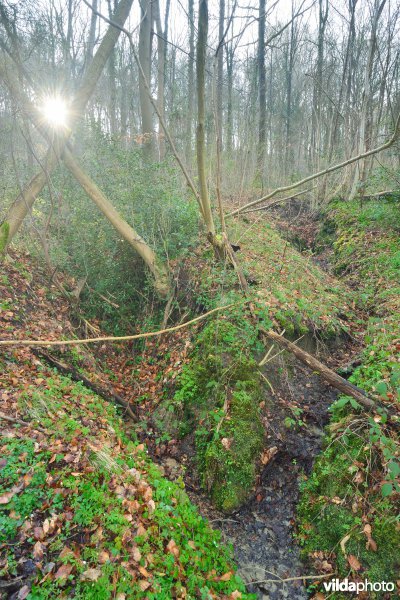 Hellegatbos