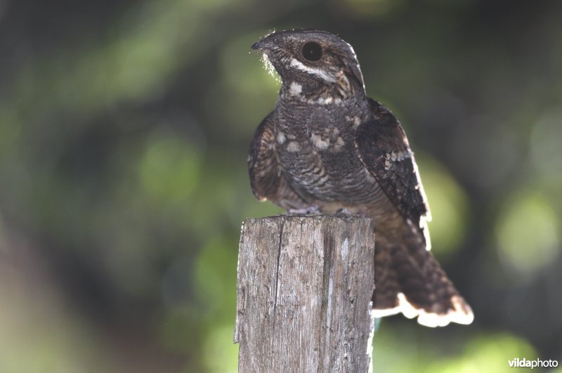 Nachtzwaluw op paaltje