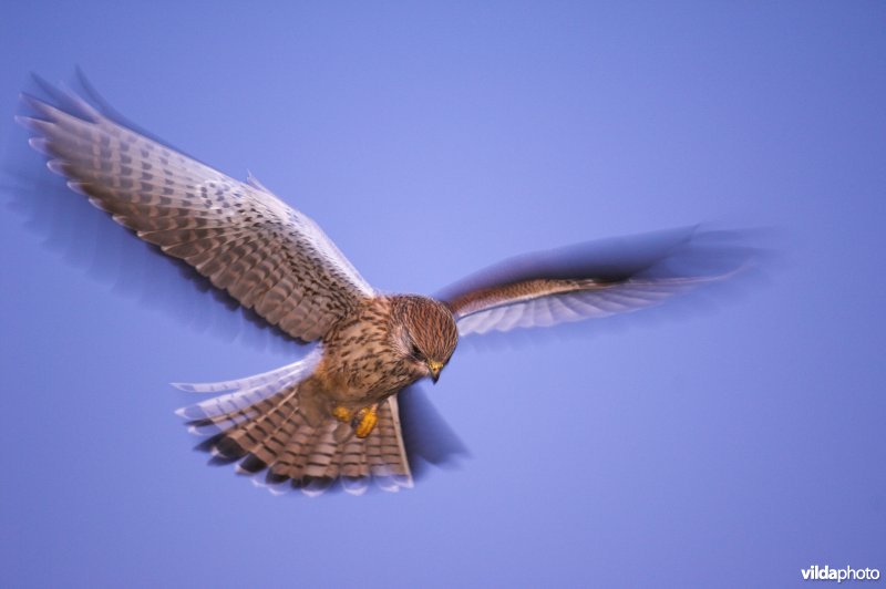 Biddende torenvalk in de late avondschemering