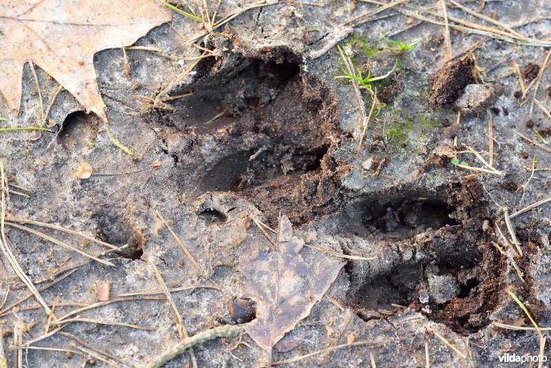 Spoor van Ree