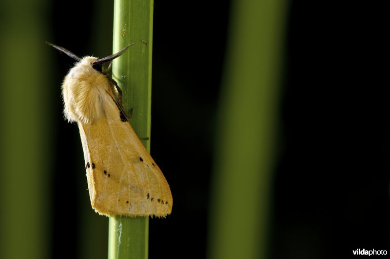 Gele tijger