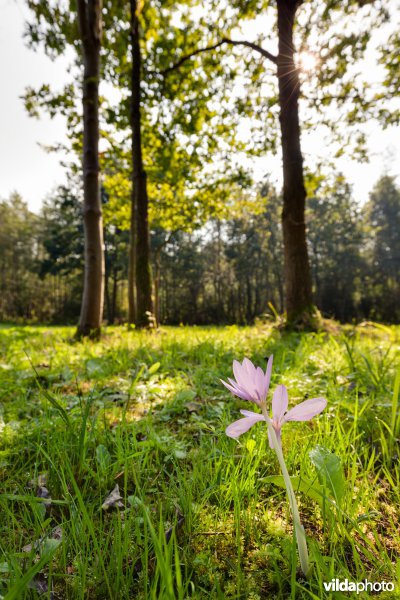 Herfsttijloos in het Silsombos