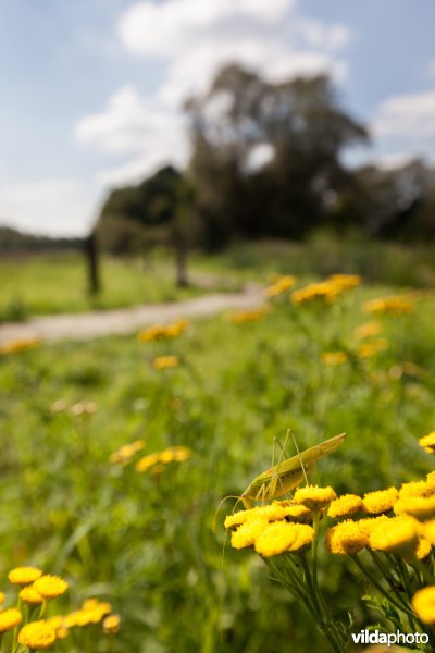 Sikkelsprinkhaan op boerenwormkruid