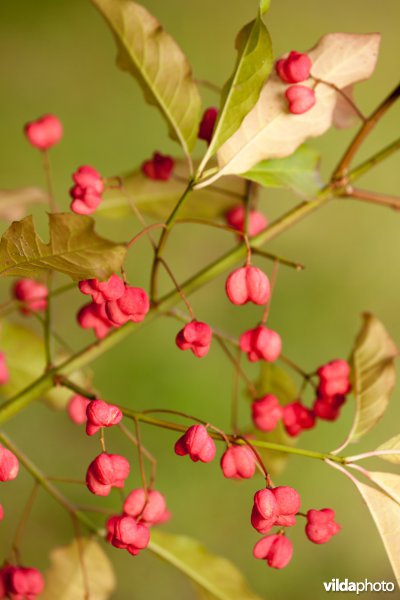 Vruchten van kardinaalsmuts