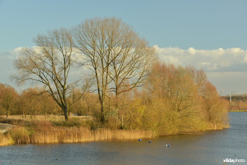 Grote Vijver (Noord Deel 1)