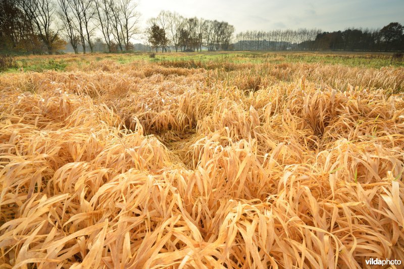 Vallei van de Grote Nete