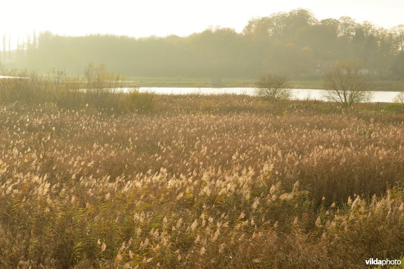 Schiphoekpolder