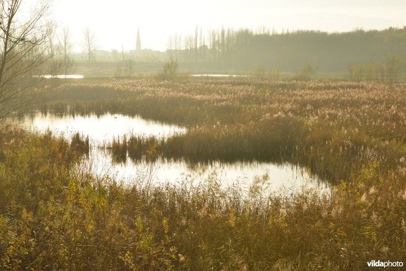 Schiphoekpolder