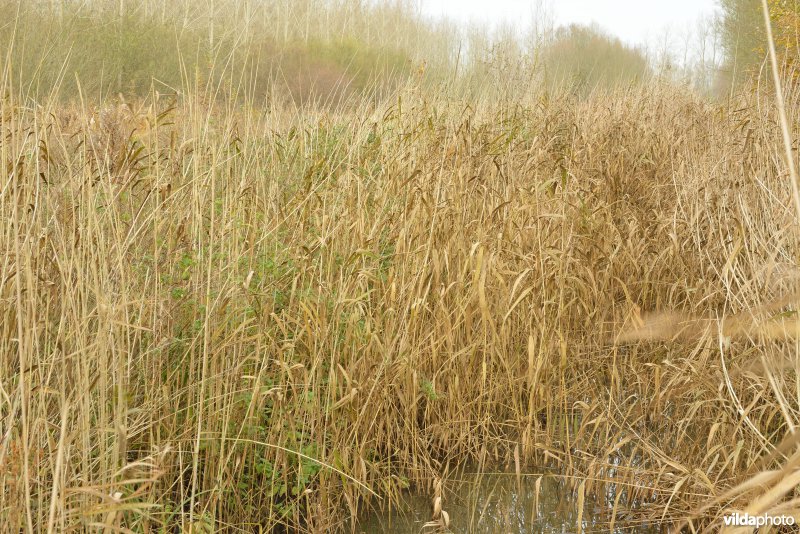 Vlassenbroekse polders