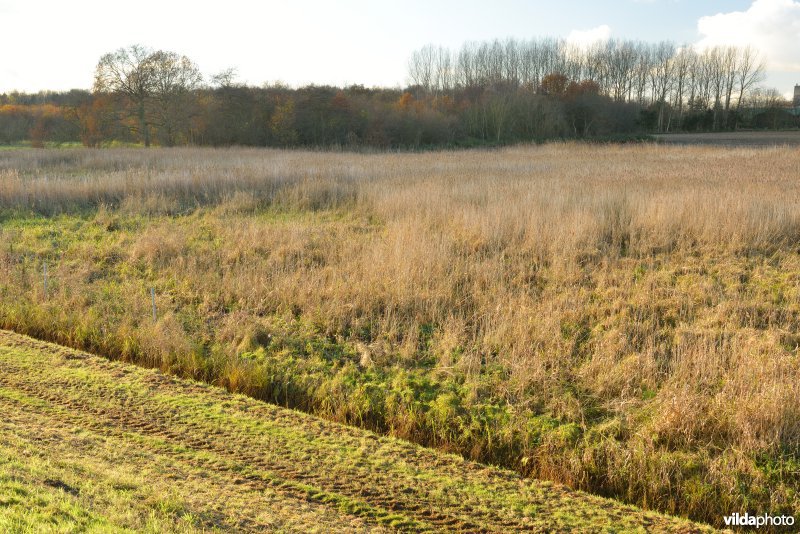 Polder van Lachenen