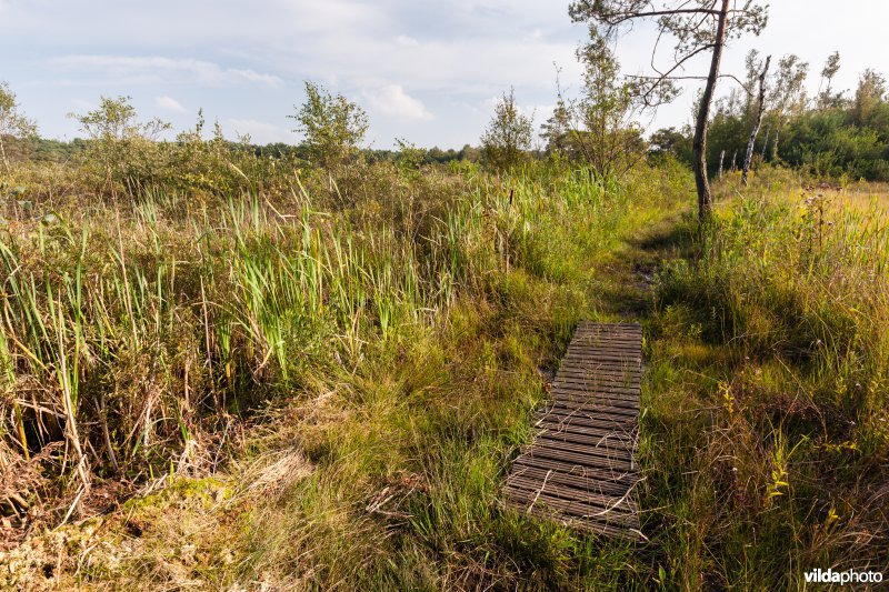 Plankenpad in natte heide