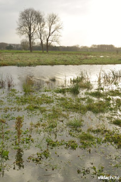 Bergenmeersen bij springtij