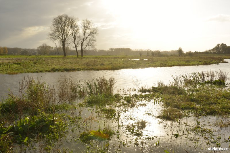 Bergenmeersen bij springtij