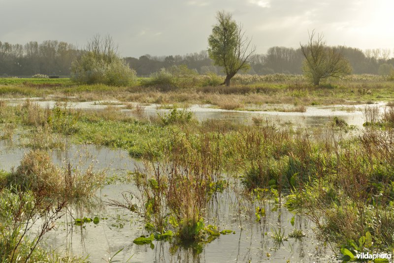 Bergenmeersen bij springtij