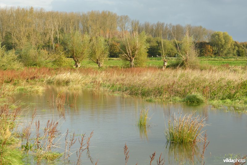 Bergenmeersen bij springtij