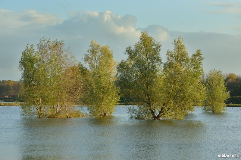 Overstroomde Paardeweide