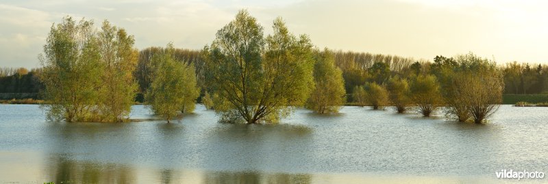 Overstroomde Paardeweide