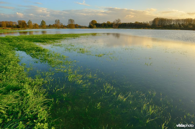 Overstroomde Paardeweide