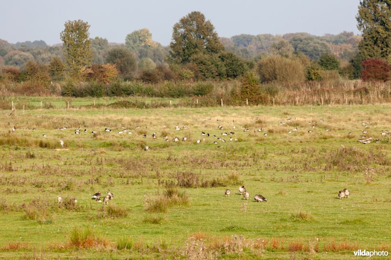 Ganzen in de tussendijkse graslanden