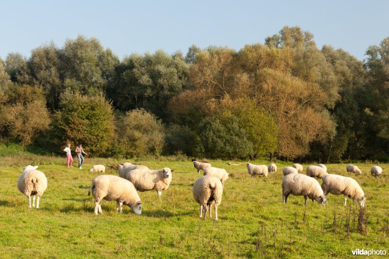 Wandelaars tussen de schapen