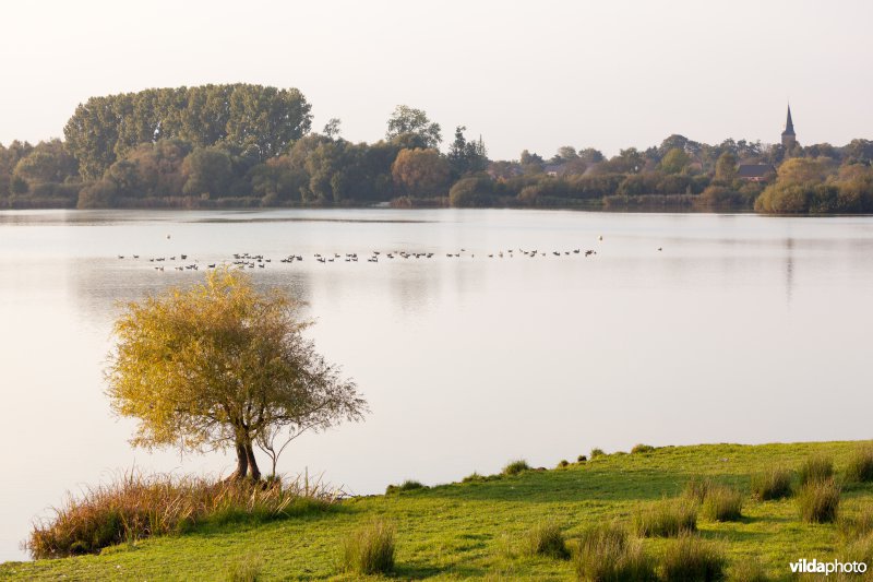 Watervogels