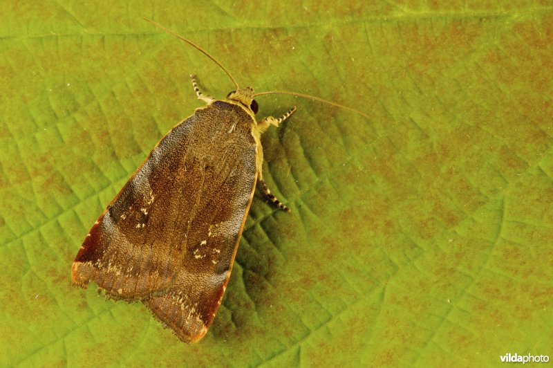 Kleine breedbandhuismoeder