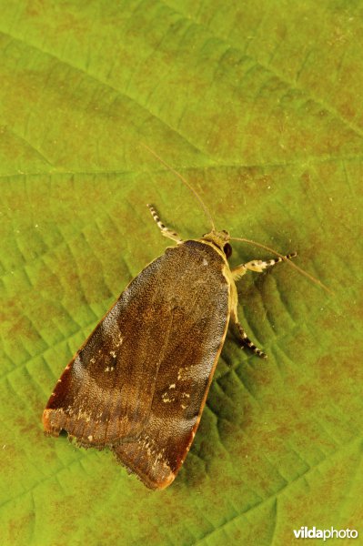 Kleine breedbandhuismoeder