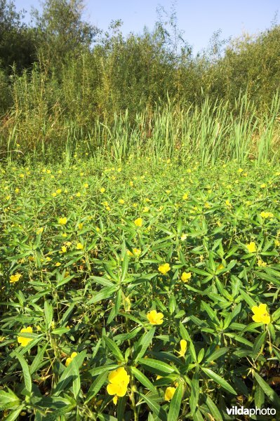 Overwoekerende waterteunisbloem