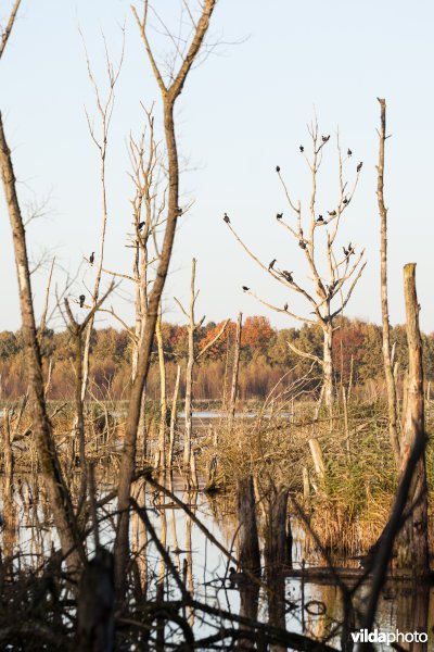 Rustende aalscholvers
