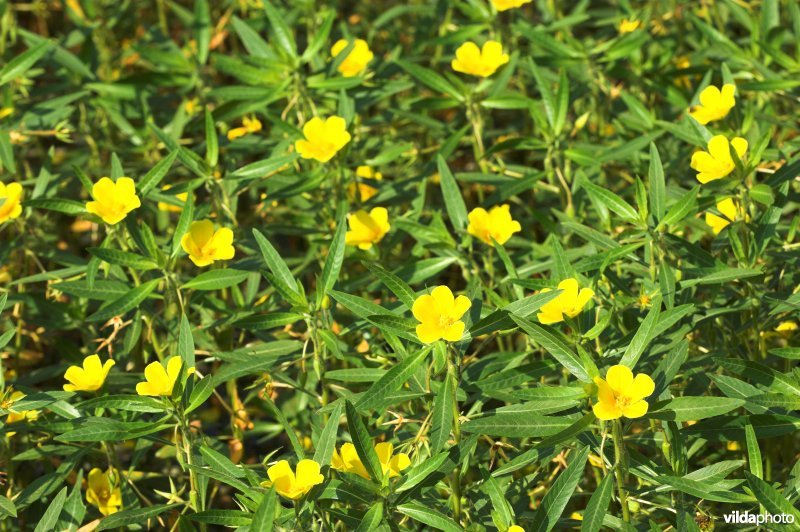 Bloemen van Waterteunisbloem