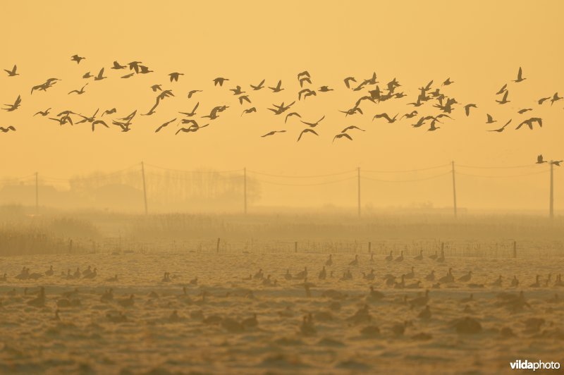 Overwinterende ganzen in de Uitkerkse Polders