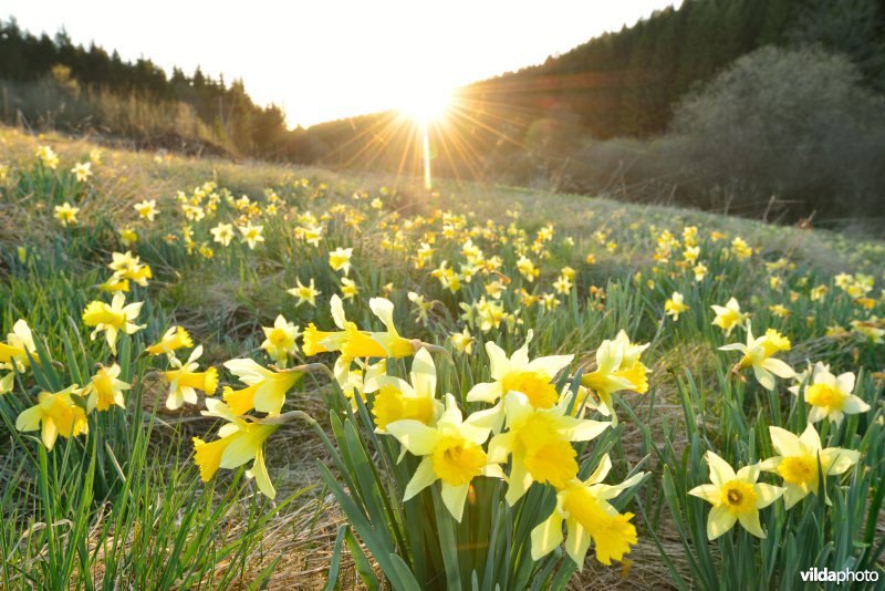 Narcissen in het Holzwarchedal