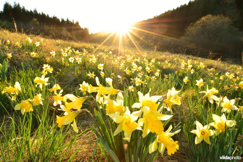 Narcissen in het Holzwarchedal