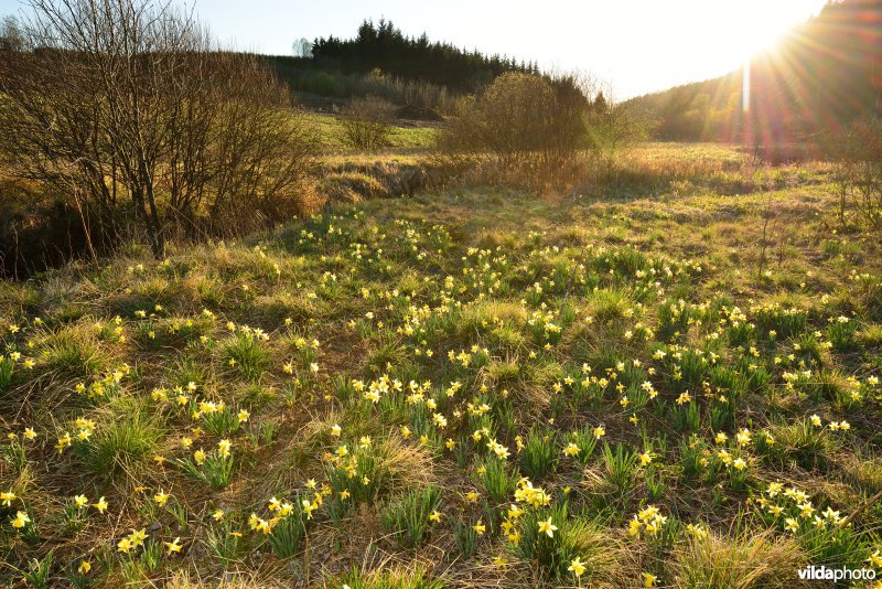 Narcissen in het Holzwarchedal