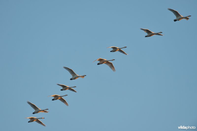 Kleine zwanen in vlucht
