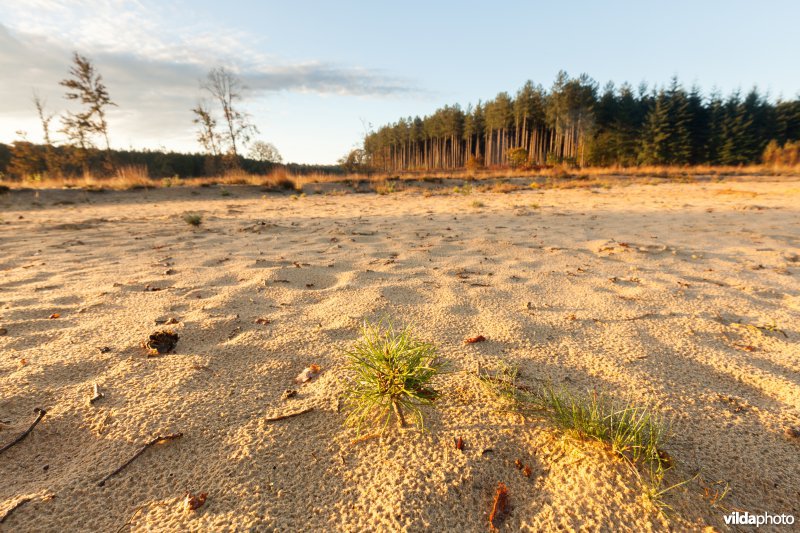 Dennezaailing op kaal zand