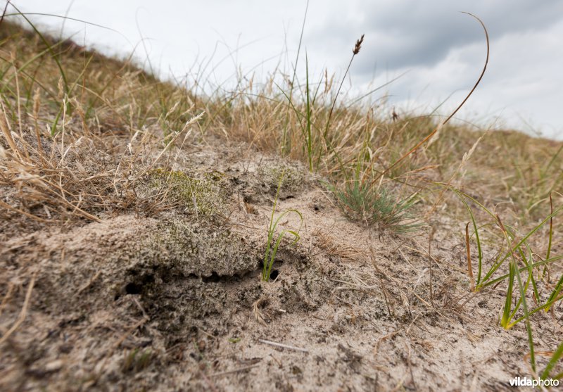 Nestje van Buntgrasmier