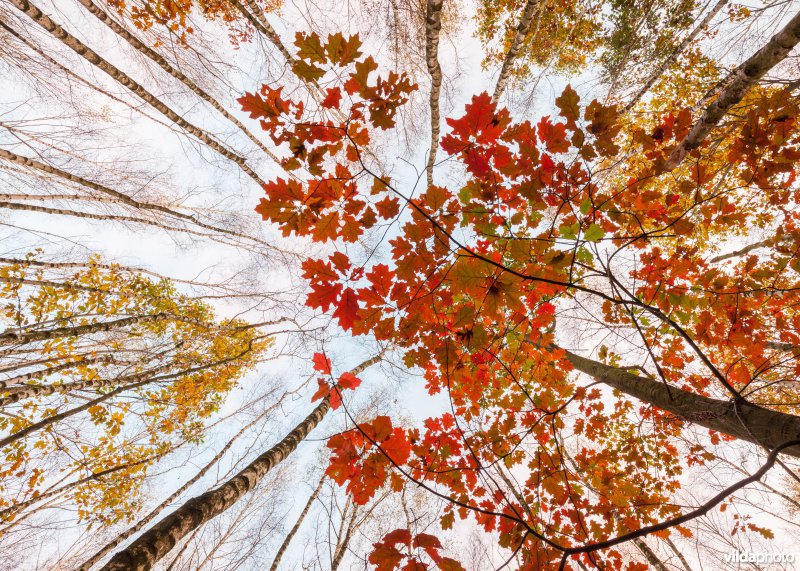 Blik op boomkruinen in de herfst
