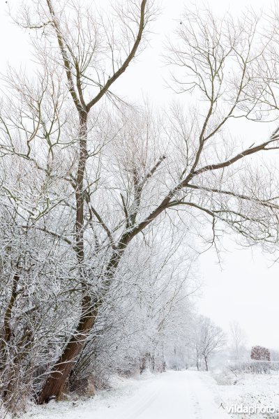 Besneeuwde wandelroute