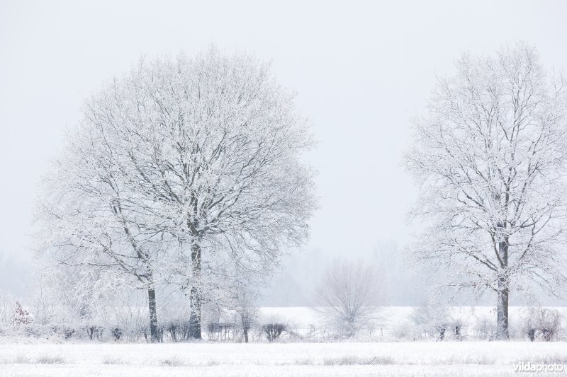 Besneeuwde bomen