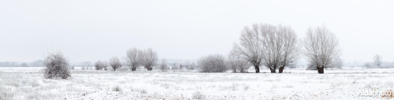 Grasland met knotwilgen