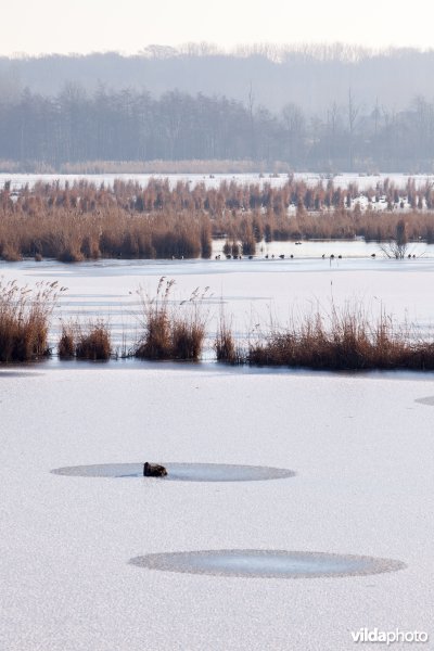 Patronen in sneeuw en ijs op het Vinne